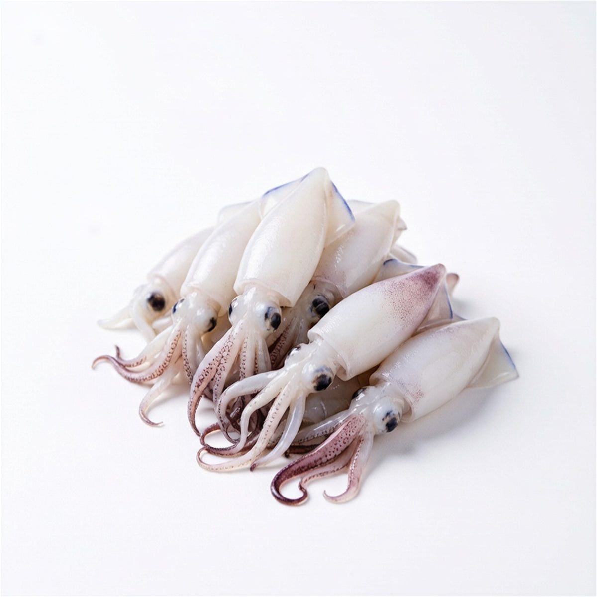 Fresh whole baby squid (2)