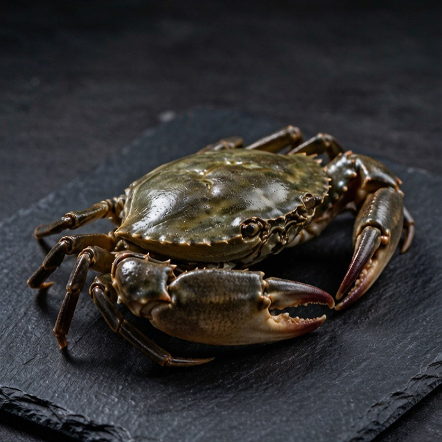 Premium red roe mud crab (1)