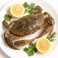 Fresh whole mud crab with large claws (2)