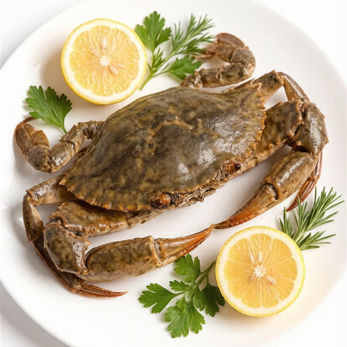 Fresh whole mud crab with large claws (2)